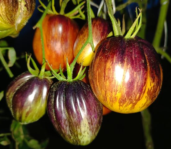 С Антоцианом